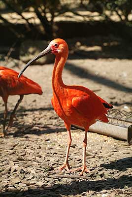 Aachener Zoo Aachener-Zoo-Vogel-005